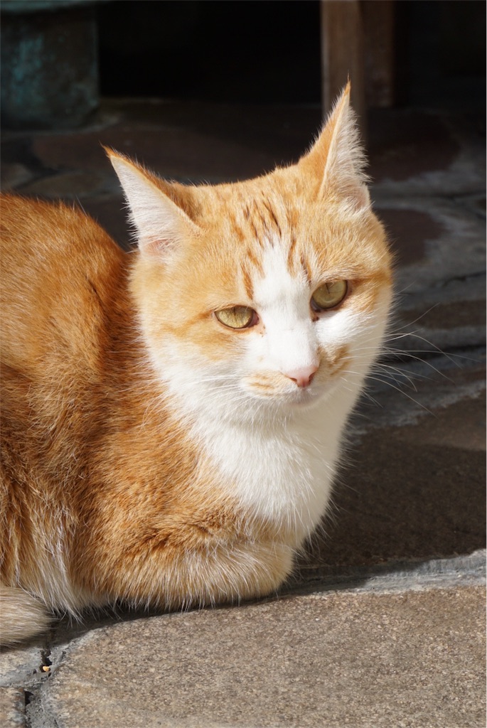 f:id:annesea:20151021222636j:image f:id:annesea:20151021222636j:image