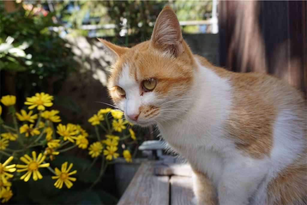 f:id:annesea:20151022200508j:image f:id:annesea:20151022200508j:image