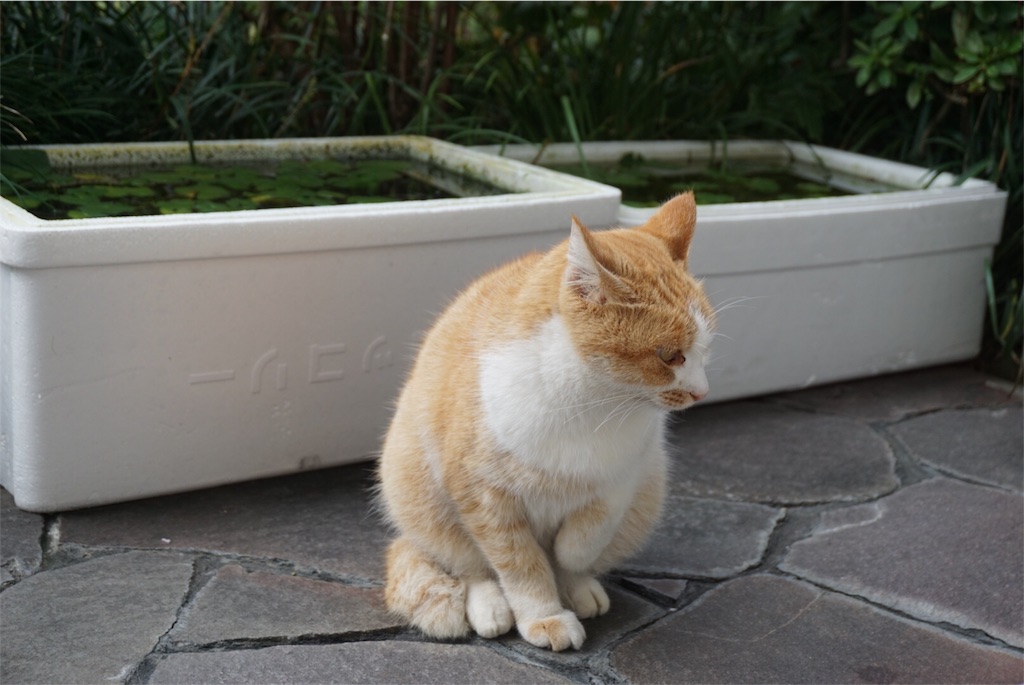 f:id:annesea:20151024111303j:image f:id:annesea:20151024111303j:image