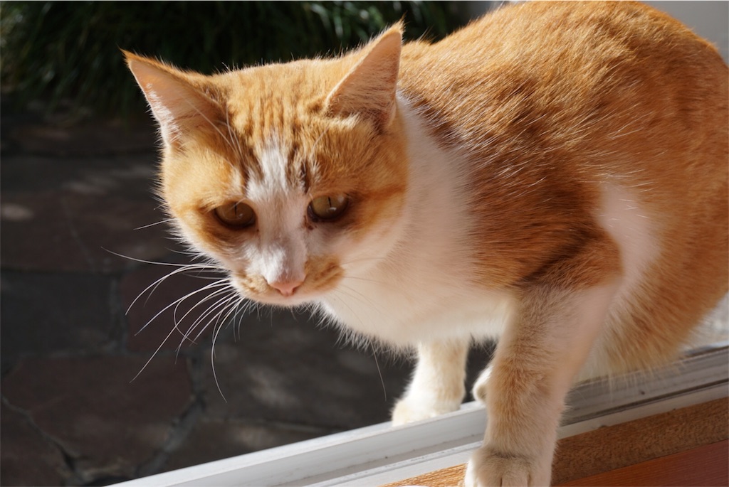 f:id:annesea:20151025141727j:image f:id:annesea:20151025141727j:image