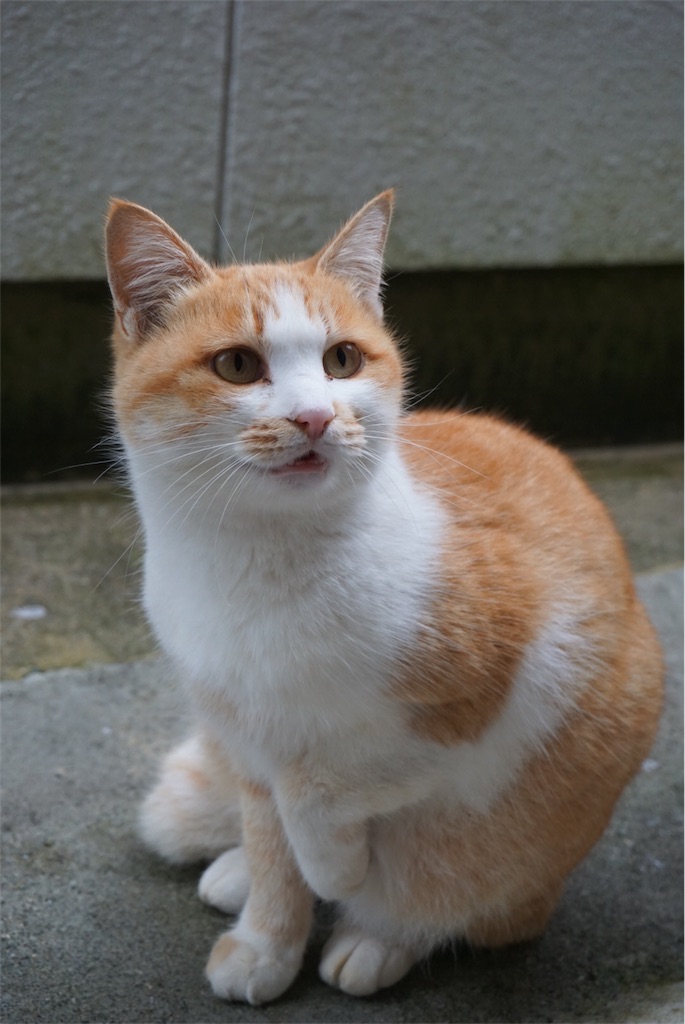 f:id:annesea:20151102200817j:image f:id:annesea:20151102200817j:image