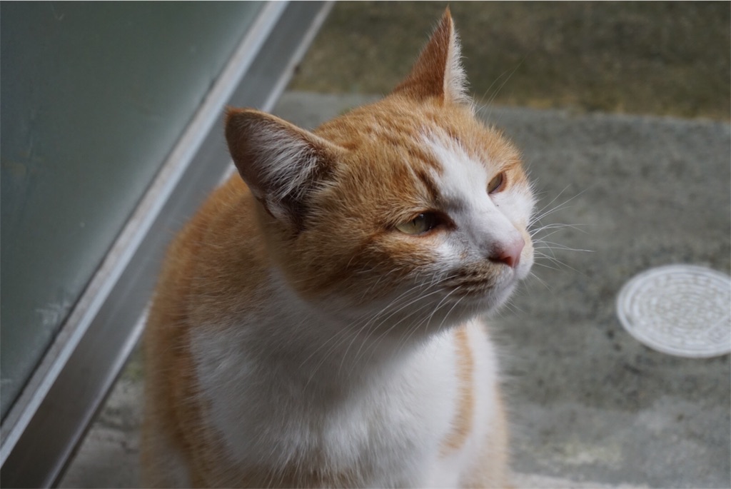f:id:annesea:20151110103900j:image f:id:annesea:20151110103900j:image