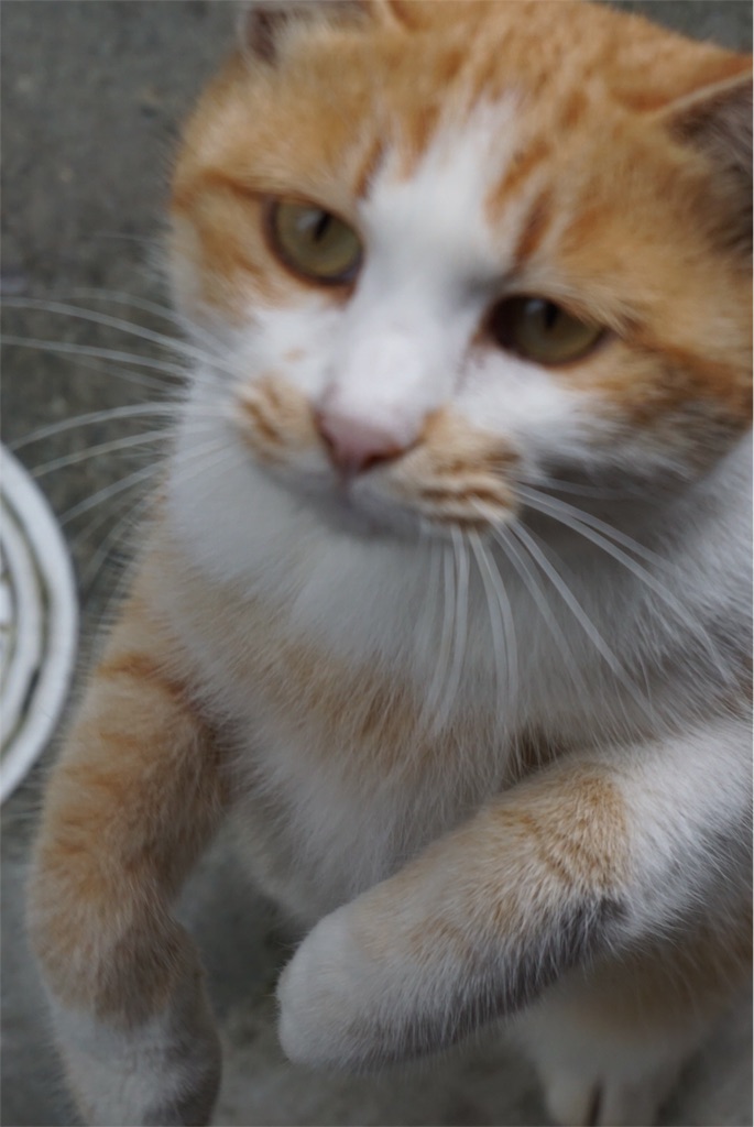 f:id:annesea:20151110204940j:image f:id:annesea:20151110204940j:image