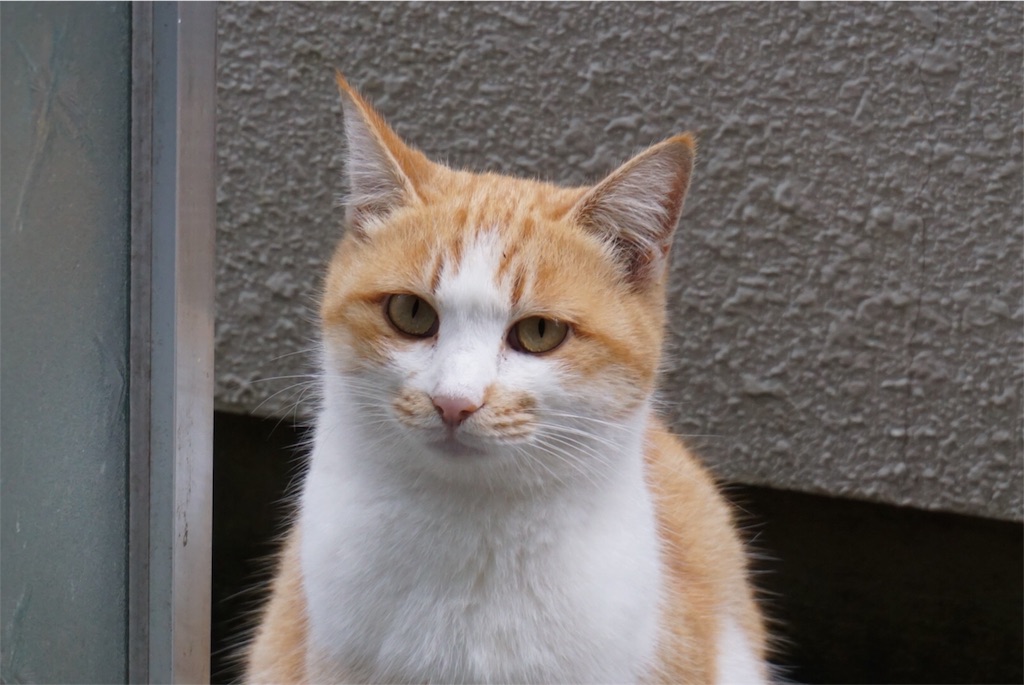 f:id:annesea:20151112234144j:image f:id:annesea:20151112234144j:image