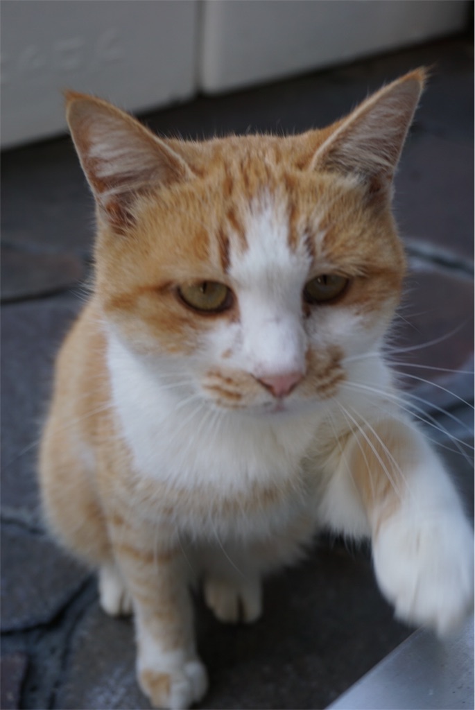 f:id:annesea:20151116201616j:image f:id:annesea:20151116201616j:image