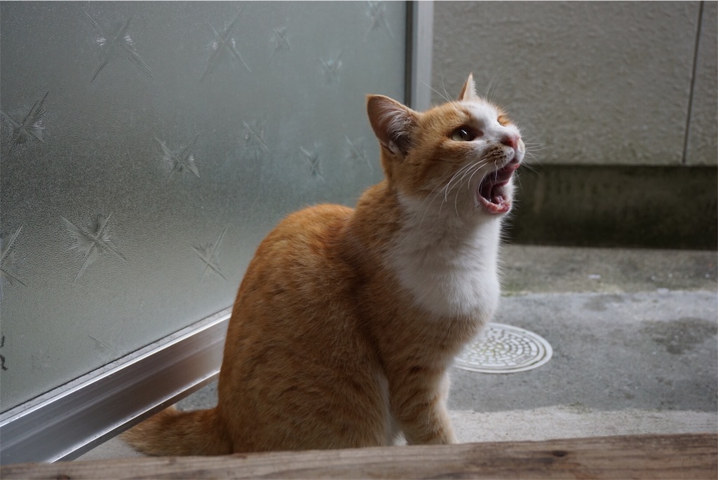 f:id:annesea:20151122182517j:image f:id:annesea:20151122182517j:image
