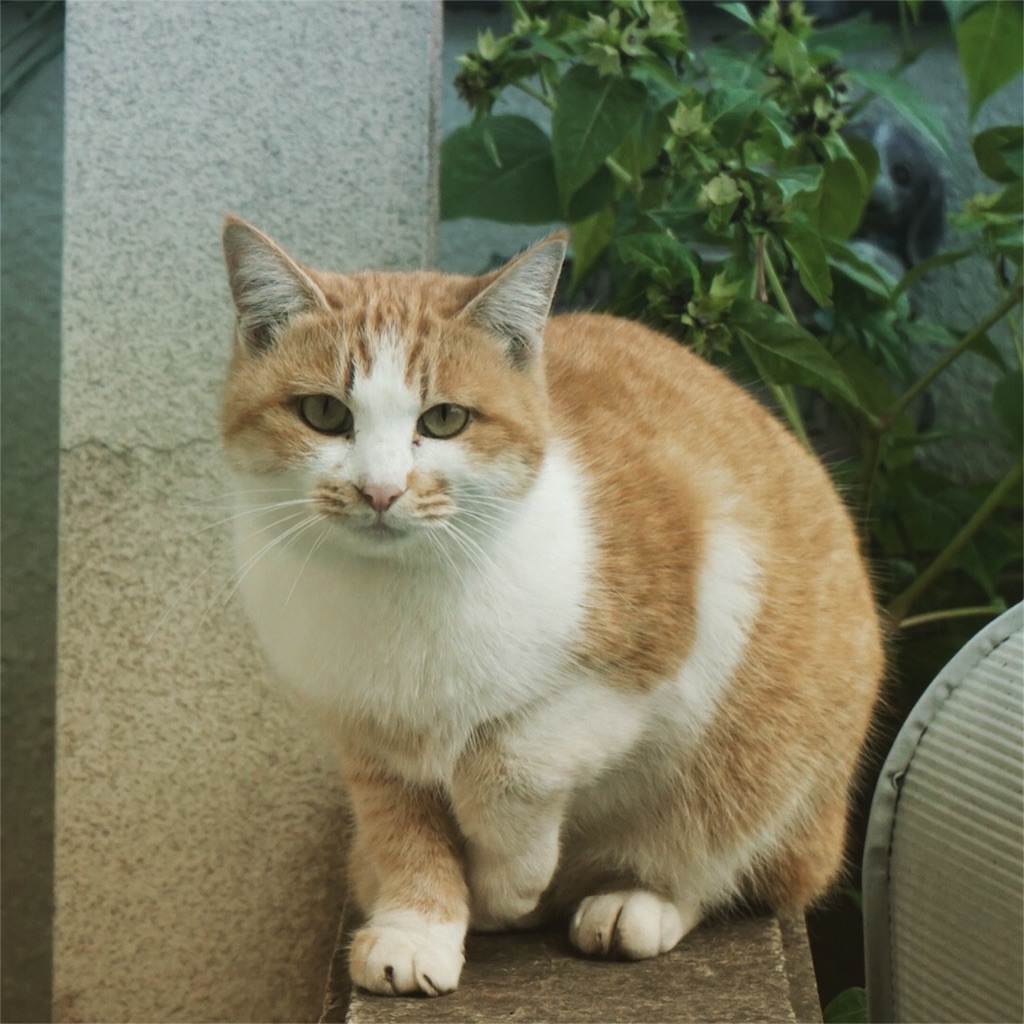 f:id:annesea:20151128213055j:image f:id:annesea:20151128213055j:image