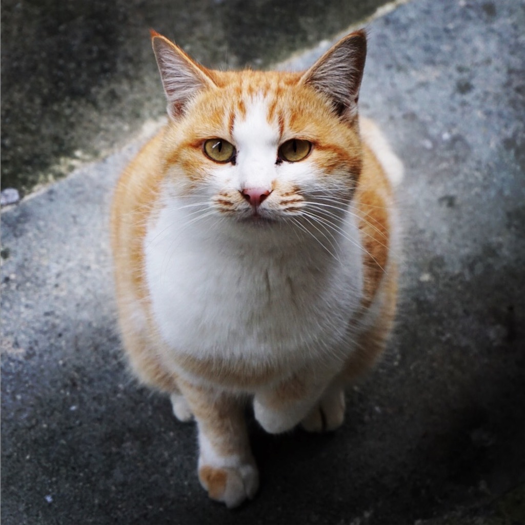 f:id:annesea:20151201211418j:image f:id:annesea:20151201211418j:image
