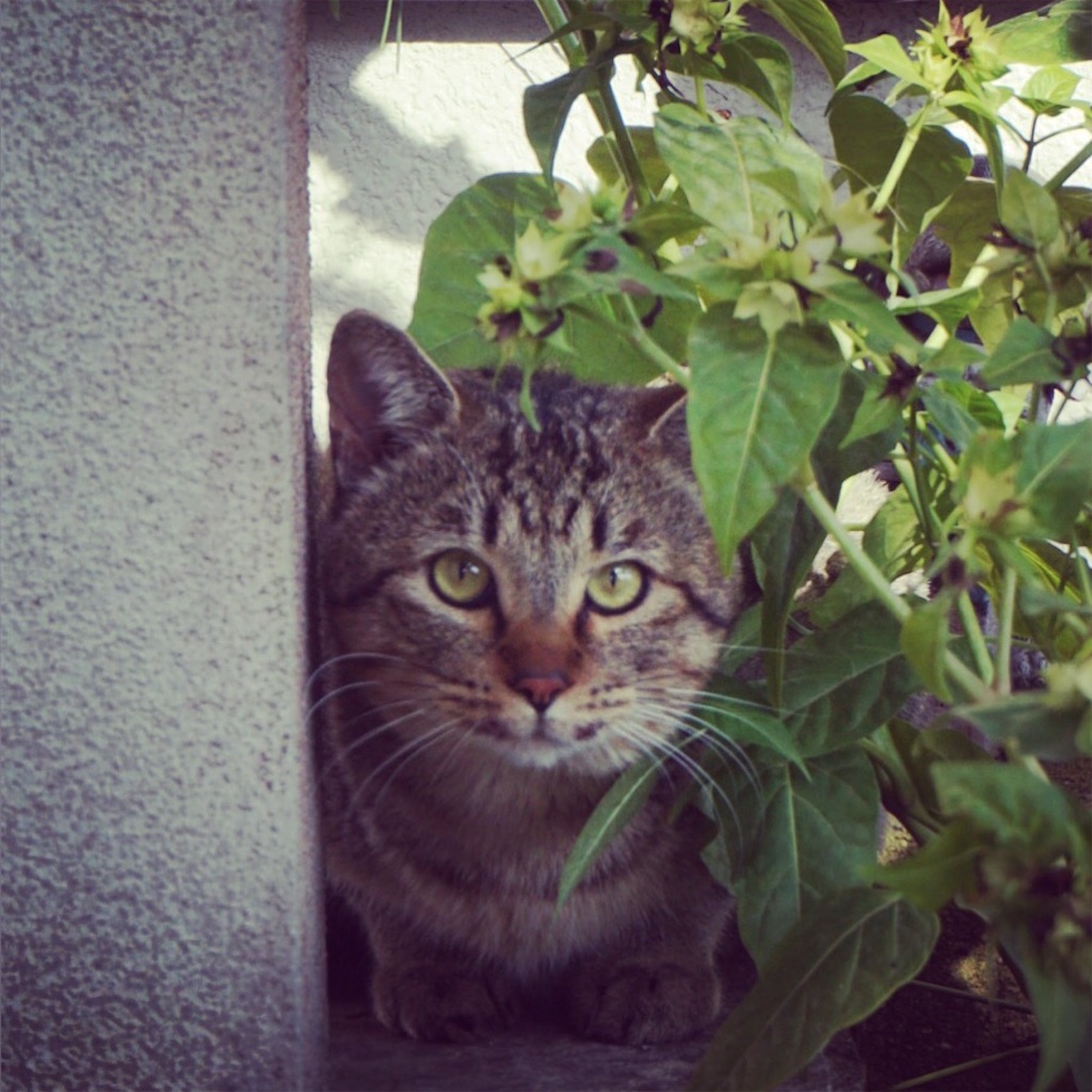 f:id:annesea:20151210203106j:image f:id:annesea:20151210203106j:image