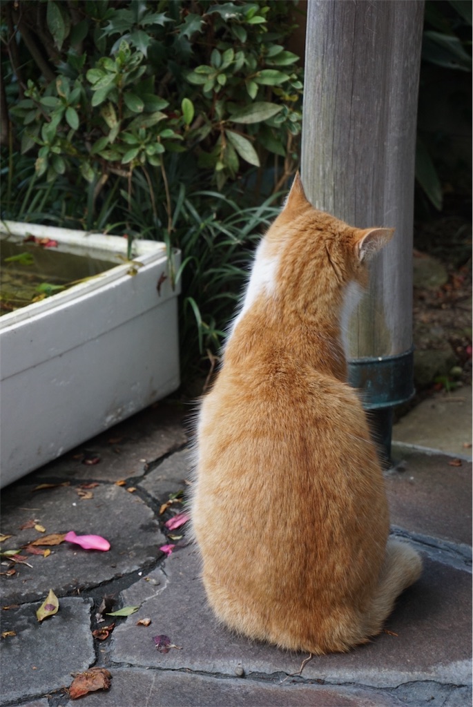 f:id:annesea:20151217211612j:image f:id:annesea:20151217211612j:image