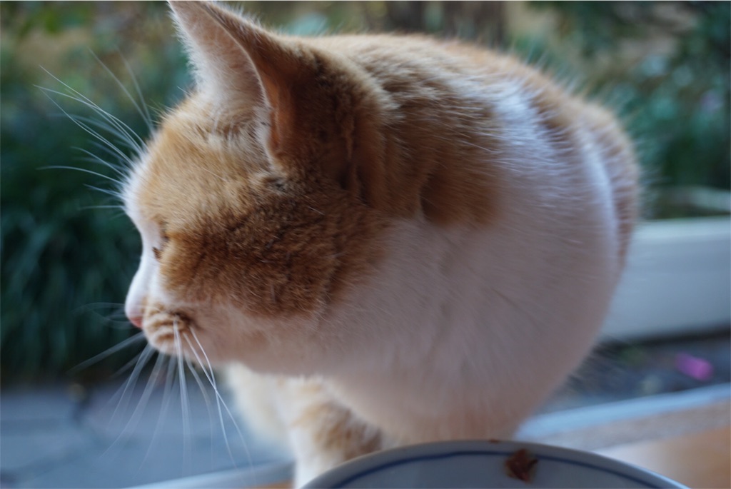 f:id:annesea:20151219164339j:image f:id:annesea:20151219164339j:image