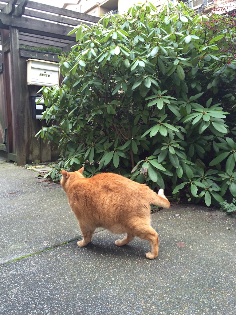 f:id:annesea:20151225214821j:image f:id:annesea:20151225214821j:image