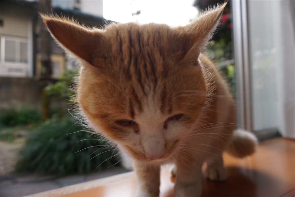 f:id:annesea:20151228204723j:image f:id:annesea:20151228204723j:image