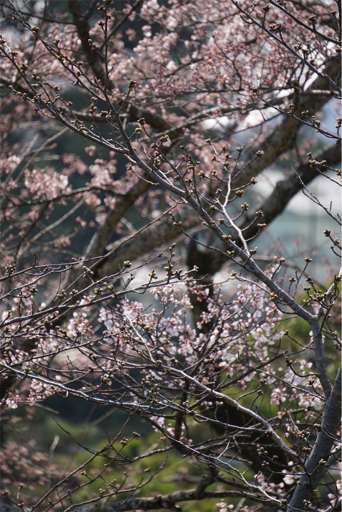 f:id:annesea:20160319150200j:image f:id:annesea:20160319150200j:image