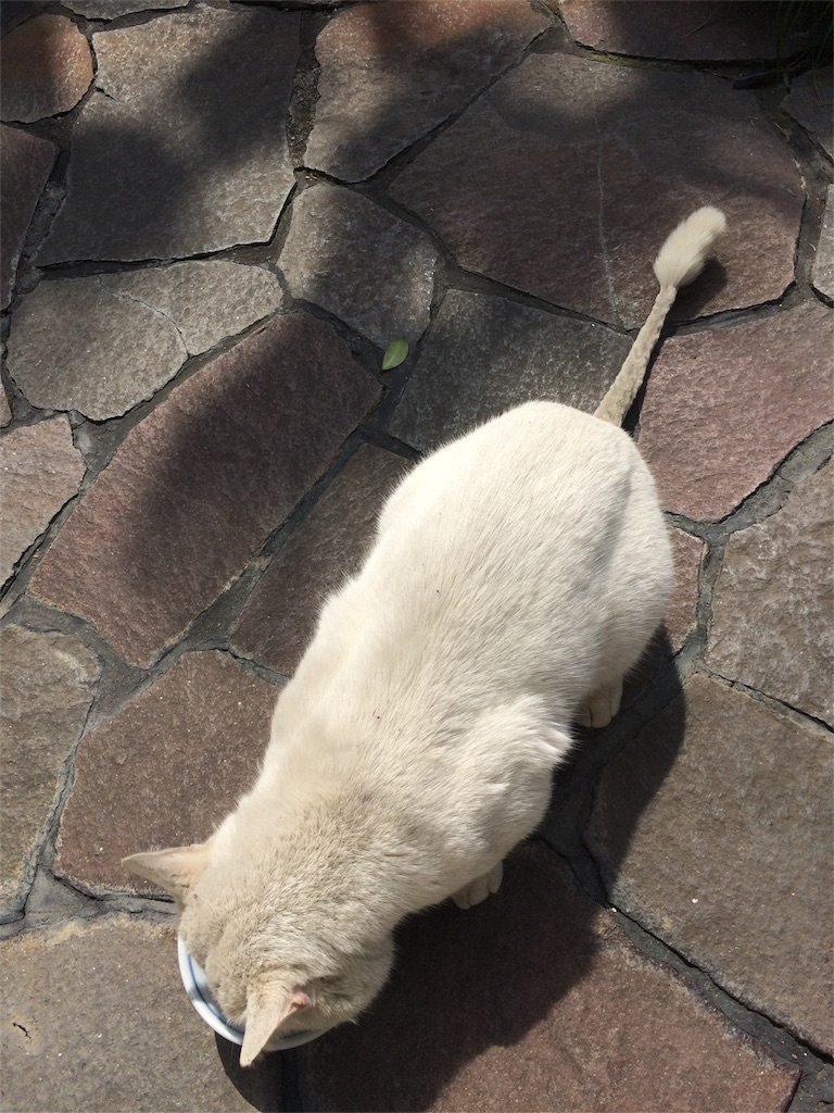 f:id:annesea:20160323202101j:image f:id:annesea:20160323202101j:image