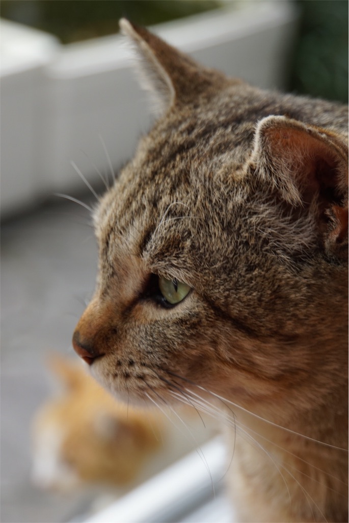 f:id:annesea:20160327151702j:image f:id:annesea:20160327151702j:image