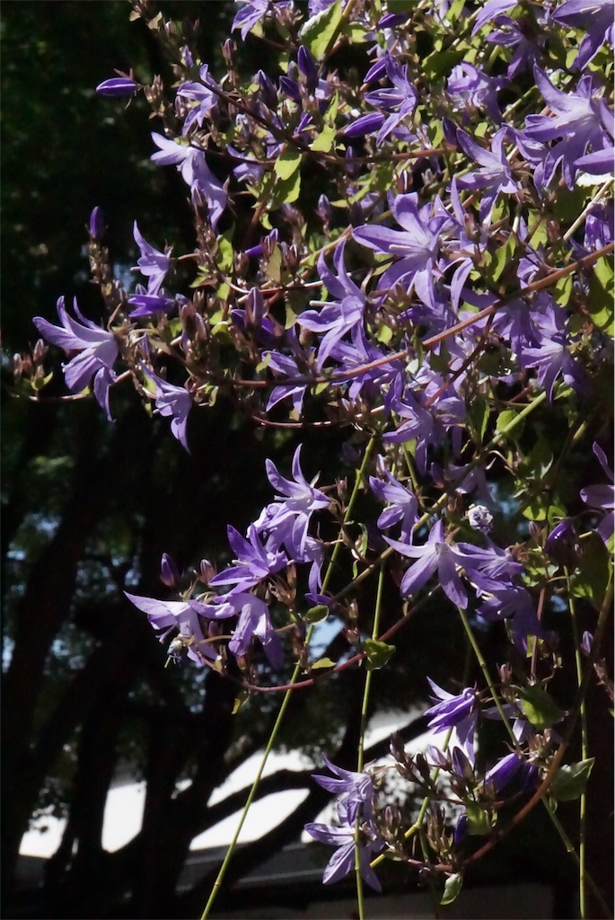 f:id:annesea:20160510162611j:image f:id:annesea:20160510162611j:image