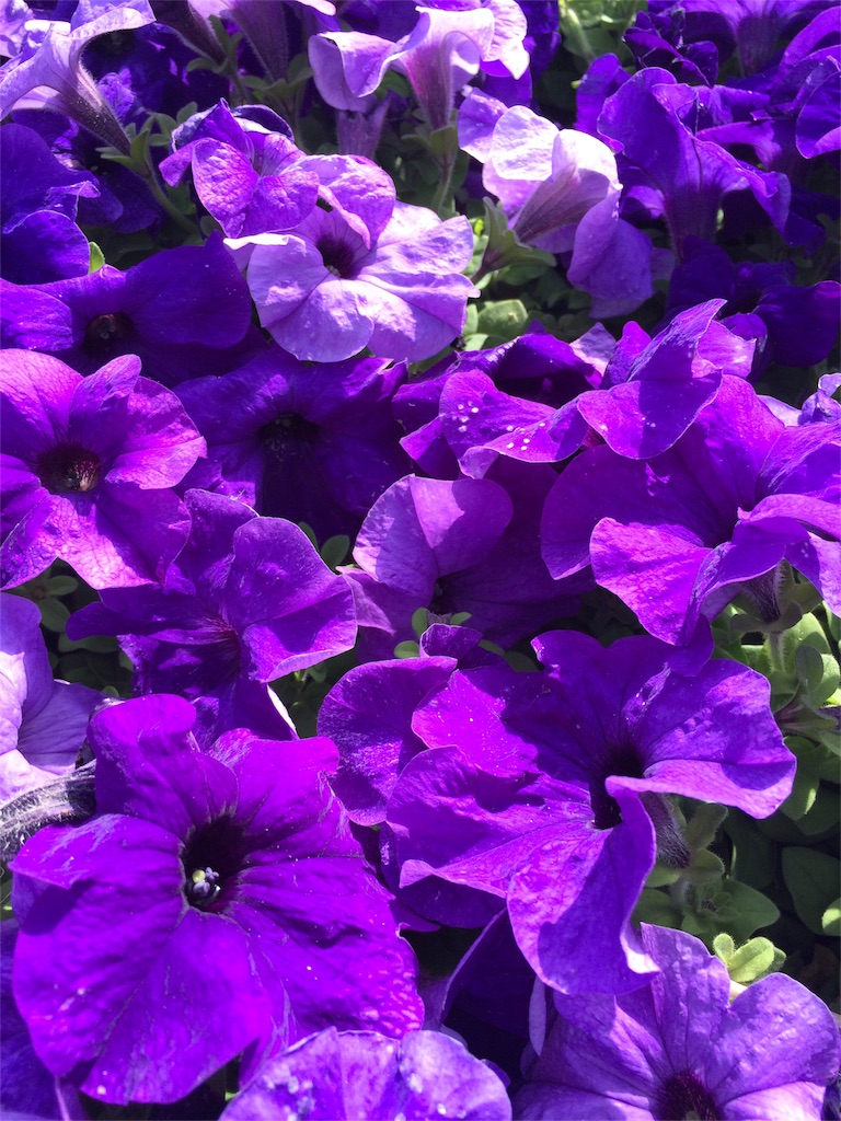 f:id:annesea:20160510162824j:image f:id:annesea:20160510162824j:image