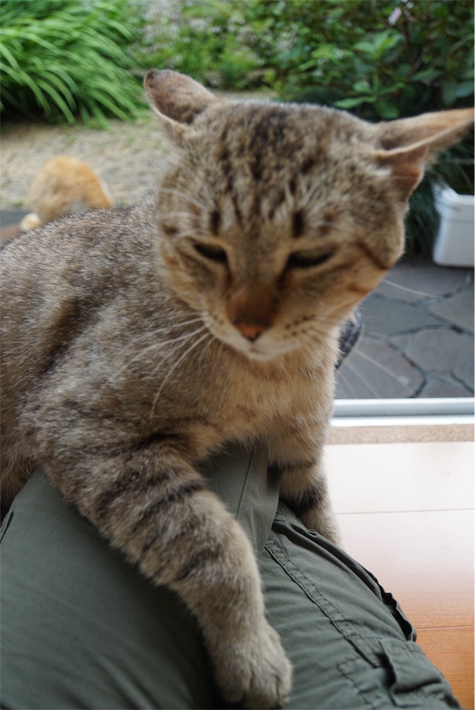 f:id:annesea:20160530232957j:image f:id:annesea:20160530232957j:image