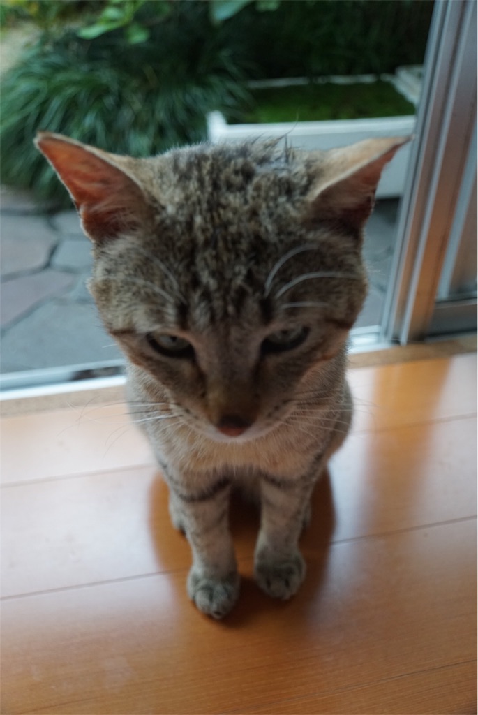 f:id:annesea:20160605194635j:image f:id:annesea:20160605194635j:image
