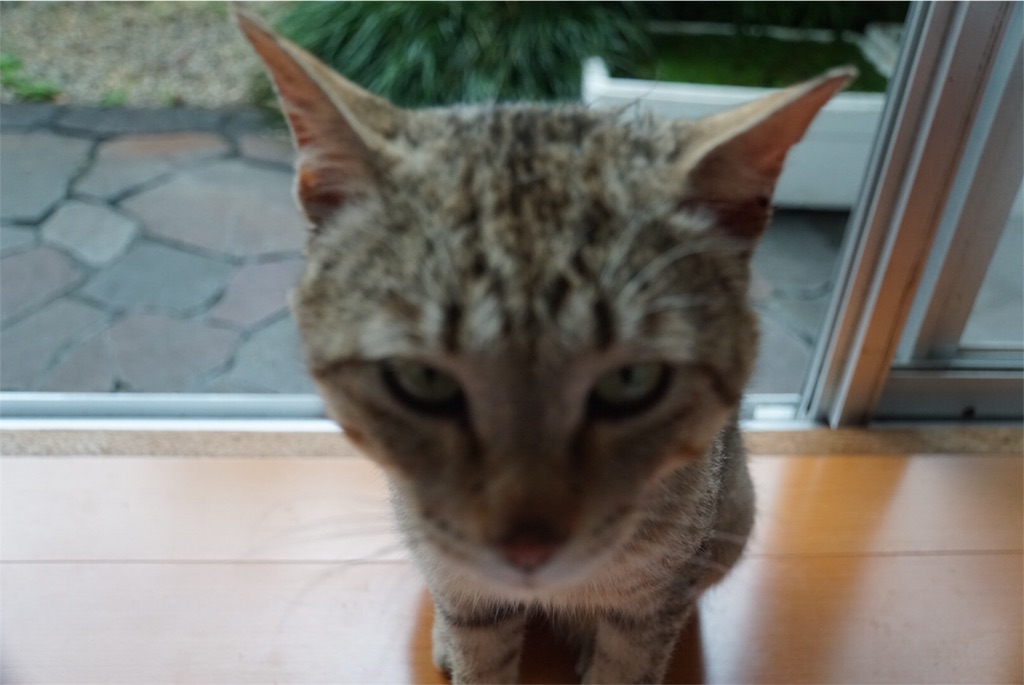 f:id:annesea:20160605194711j:image f:id:annesea:20160605194711j:image