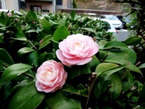 f:id:annhobby:20110413070611j:image f:id:annhobby:20110413070611j:image