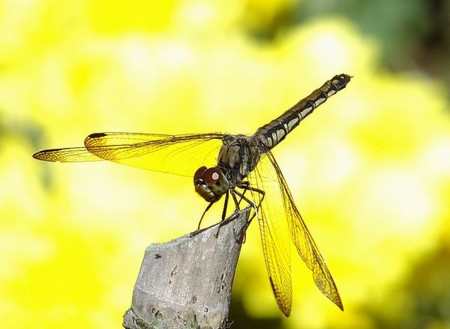 f:id:annhobby:20121013213253j:image f:id:annhobby:20121013213253j:image