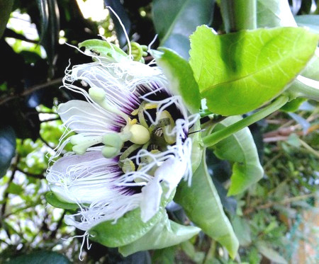 f:id:annhobby:20121017210953j:image f:id:annhobby:20121017210953j:image