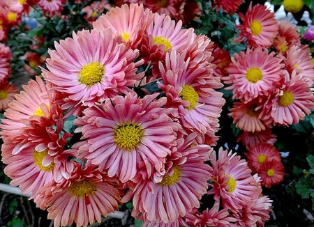f:id:annhobby:20121124213042j:image f:id:annhobby:20121124213042j:image