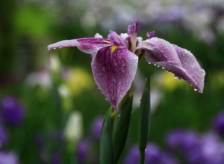 f:id:annhobby:20130612220346j:image f:id:annhobby:20130612220346j:image