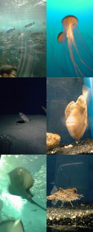 f:id:anomiyakun:20110103131944j:plain f:id:anomiyakun:20110103131944j:plain