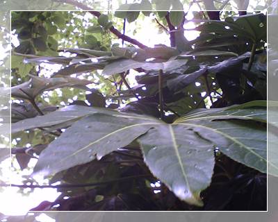 f:id:anomiyakun:20130614135456j:plain f:id:anomiyakun:20130614135456j:plain