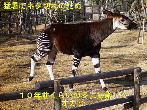 f:id:anomiyakun:20130718201355j:plain f:id:anomiyakun:20130718201355j:plain