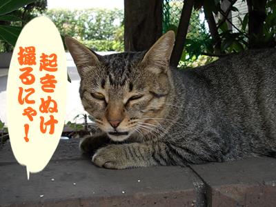 f:id:anomiyakun:20130802175535j:plain f:id:anomiyakun:20130802175535j:plain