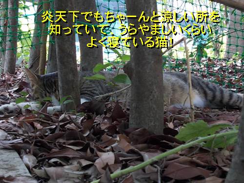 f:id:anomiyakun:20130806194024j:plain f:id:anomiyakun:20130806194024j:plain