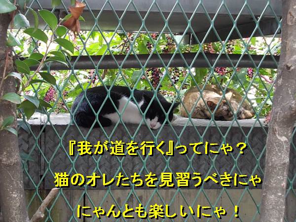 f:id:anomiyakun:20130826185125j:plain f:id:anomiyakun:20130826185125j:plain