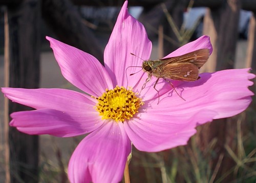 f:id:anomiyakun:20130923201345j:plain f:id:anomiyakun:20130923201345j:plain