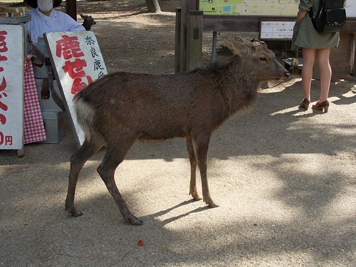 f:id:anomiyakun:20131007194523j:plain f:id:anomiyakun:20131007194523j:plain