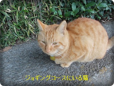 f:id:anomiyakun:20131106174502j:plain f:id:anomiyakun:20131106174502j:plain