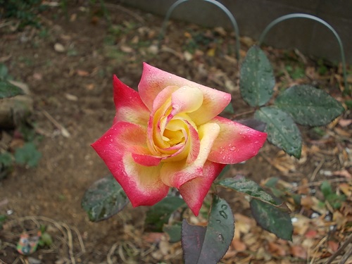 f:id:anomiyakun:20140202202734j:plain f:id:anomiyakun:20140202202734j:plain