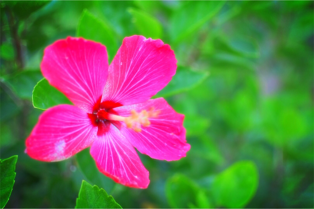 f:id:anpopon:20160614110538j:image f:id:anpopon:20160614110538j:image