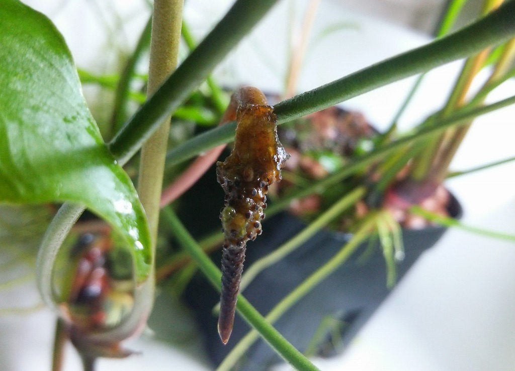 f:id:anubias:20160112183913j:plain