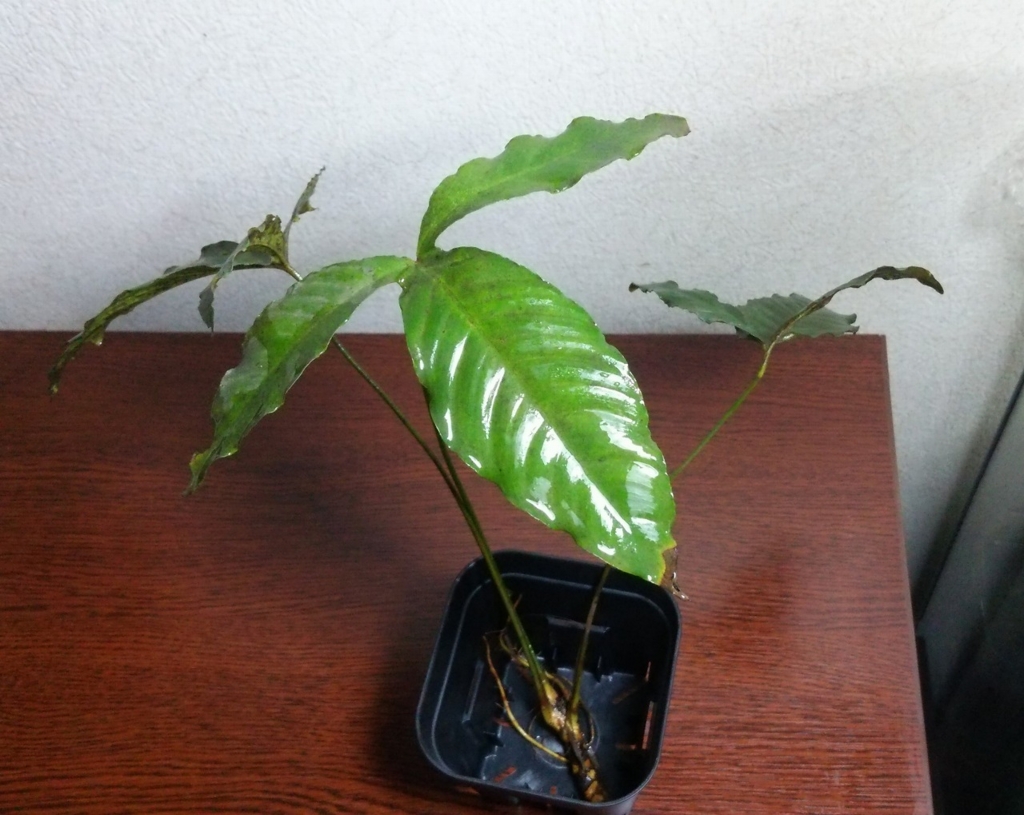 f:id:anubias:20160328143701j:plain f:id:anubias:20160328143701j:plain