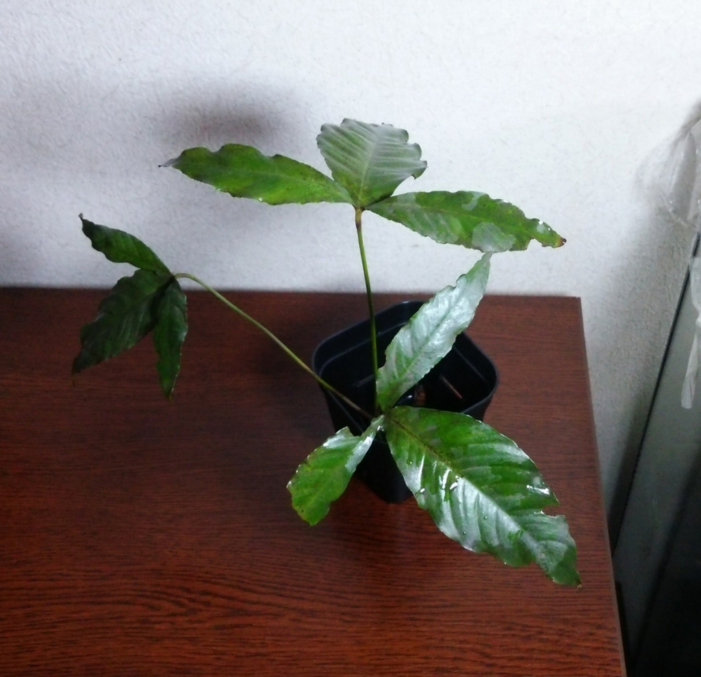 f:id:anubias:20160328143745j:plain f:id:anubias:20160328143745j:plain