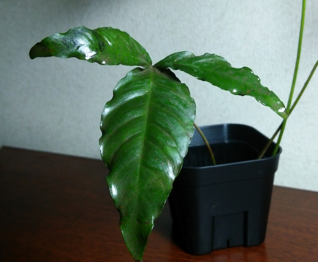 f:id:anubias:20160328143807j:plain f:id:anubias:20160328143807j:plain