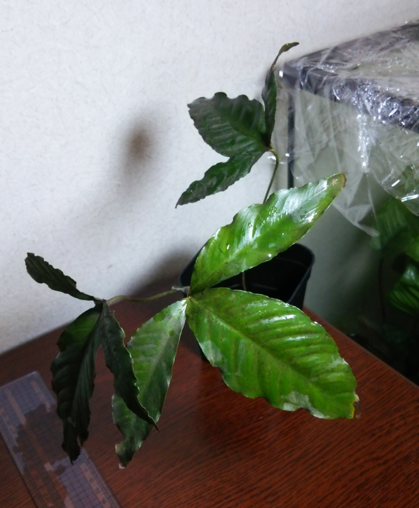 f:id:anubias:20160328143840j:plain f:id:anubias:20160328143840j:plain