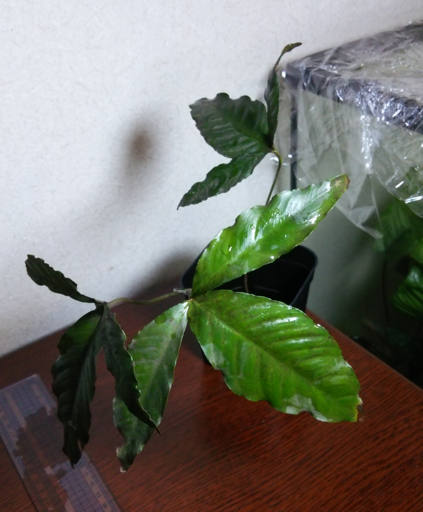 f:id:anubias:20160328143840j:plain