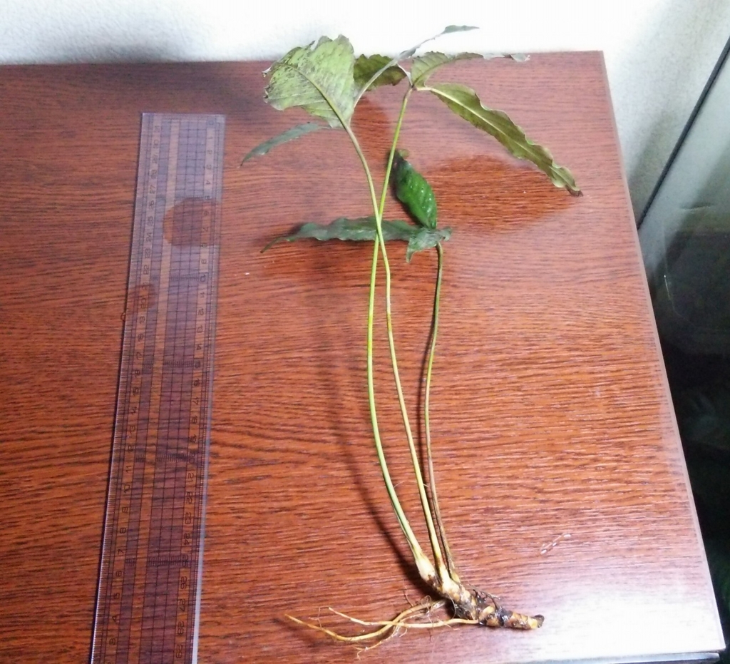 f:id:anubias:20160328143907j:plain f:id:anubias:20160328143907j:plain