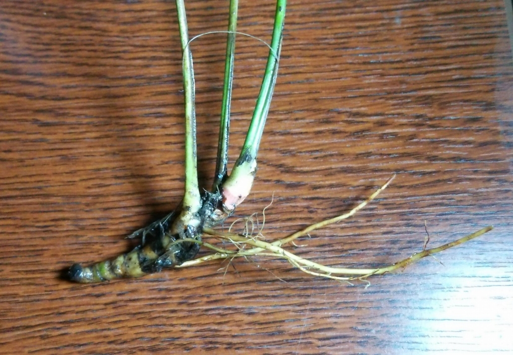 f:id:anubias:20160328143931j:plain f:id:anubias:20160328143931j:plain