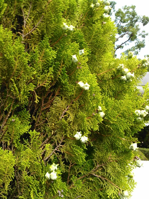 f:id:aoaoaoao87:20150625133411j:image f:id:aoaoaoao87:20150625133411j:image